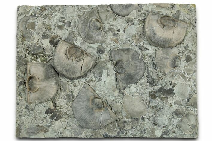 Multiple Fossil Brachiopod (Strophomena) Plate - Indiana #325695